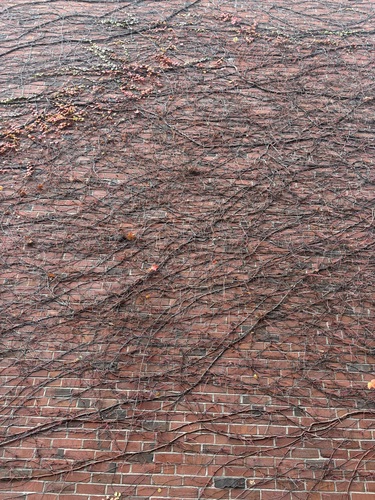 Parthenocissus tricuspidata (Boston ivy) (alternate view 3)