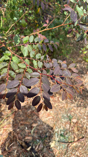 Breynia oblongifolia (coffee bush) (alternate view 6)