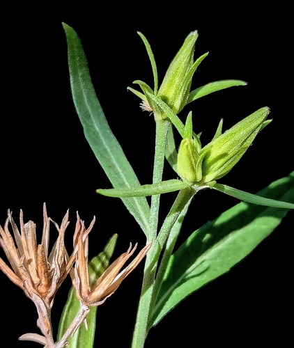 Trixis californica (American threefold) (alternate view 2)
