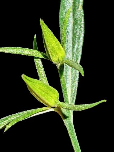 Trixis californica (American threefold) (alternate view 3)