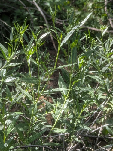 Trixis californica (American threefold) (alternate view 4)