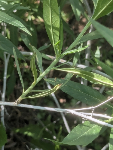 Trixis californica (American threefold) (alternate view 5)