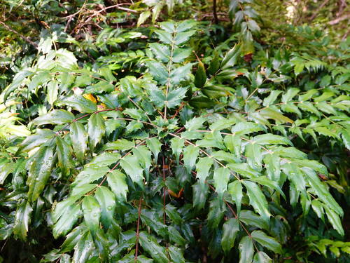 Berberis × hortensis (Hybrid Mahonia)