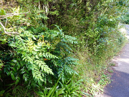 Berberis × hortensis (Hybrid Mahonia) (alternate view 2)