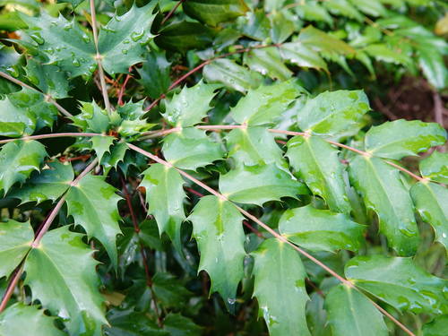 Berberis × hortensis (Hybrid Mahonia) (alternate view 3)