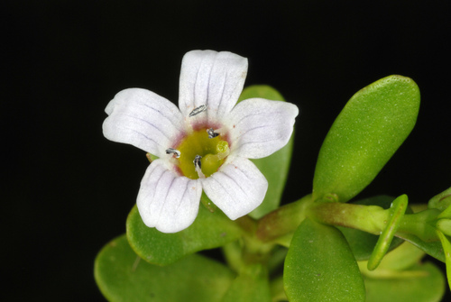 Bacopa monnieri (Herb-of-Grace) (alternate view 6)