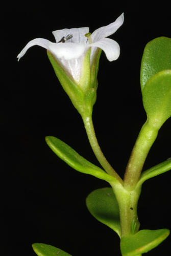 Bacopa monnieri (Herb-of-Grace) (alternate view 7)