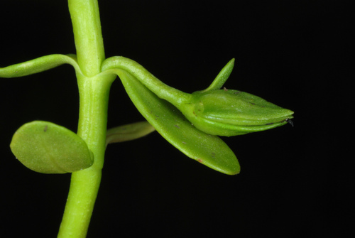 Bacopa monnieri (Herb-of-Grace) (alternate view 8)