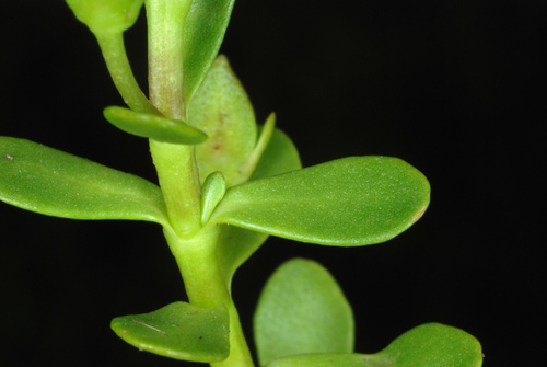 Bacopa monnieri (Herb-of-Grace) (alternate view 9)