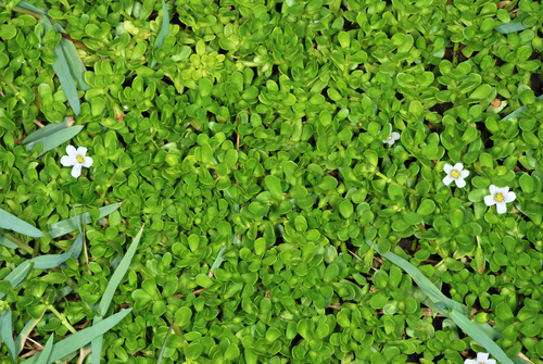 Bacopa monnieri (Herb-of-Grace) (alternate view 10)