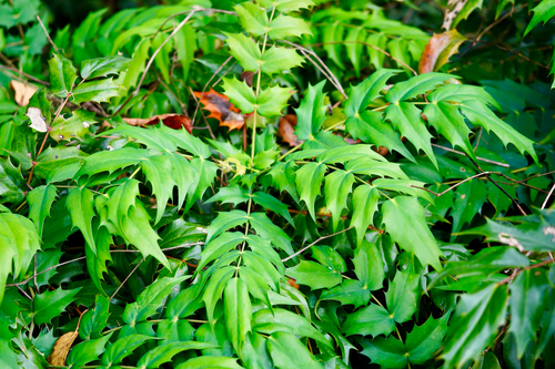 Berberis japonica (Japanese Mahonia)