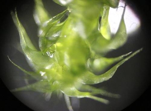 Rhytidiadelphus squarrosus (Square Gooseneck Moss)