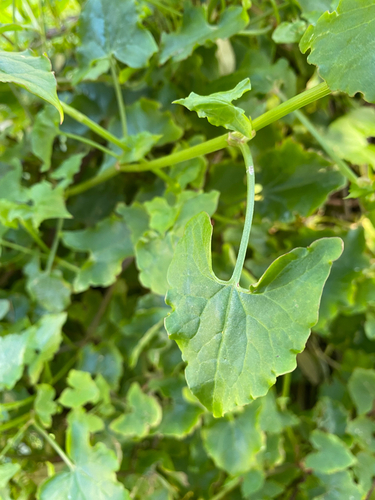 Rumex sagittatus (Climbing dock) (alternate view 3)