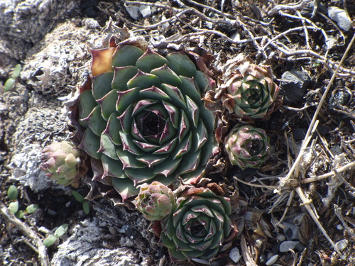 Sempervivum tectorum (Hens and Chicks) (alternate view 8)
