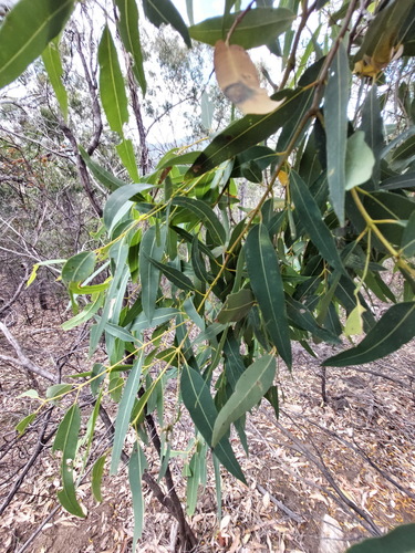 Angophora floribunda (Rough-barked Apple)