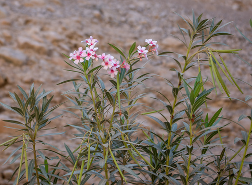 Nerium (oleanders) (alternate view 9)