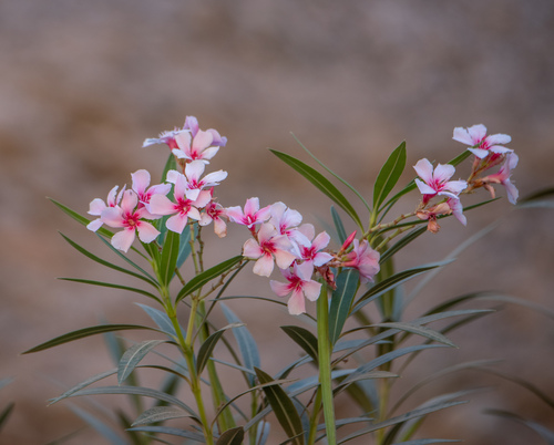 Nerium (oleanders) (alternate view 8)