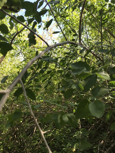 Celtis pallida (spiny hackberry) (alternate view 3)