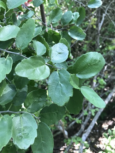 Celtis pallida (spiny hackberry) (alternate view 2)