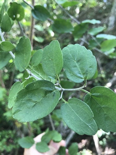 Celtis pallida (spiny hackberry)
