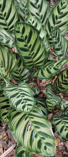 Goeppertia makoyana (Peacock Plant)