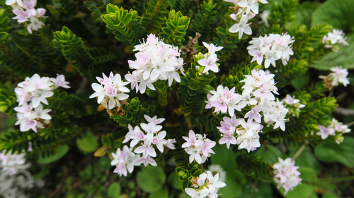 Veronica odora (boxleaf hebe) (alternate view 5)