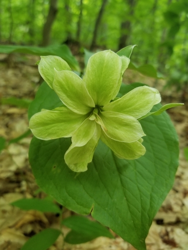 Trillium grandiflorum (large white trillium)