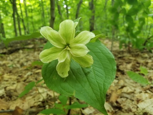 Trillium grandiflorum (large white trillium)