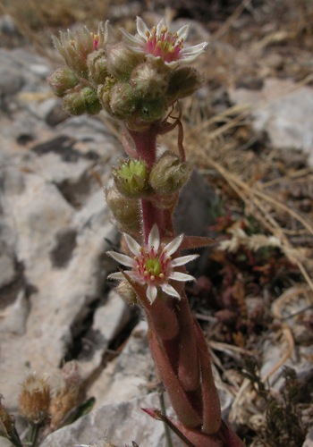 Sempervivum calcareum (alternate view 6)