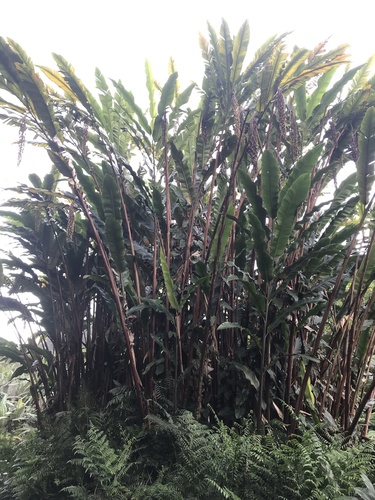 Alpinia (Shell Gingers) (alternate view 7)