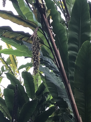 Alpinia (Shell Gingers) (alternate view 5)