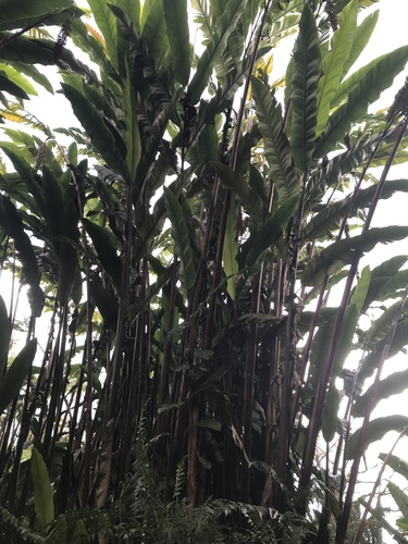 Alpinia (Shell Gingers) (alternate view 6)