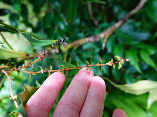 Berberis × hortensis (Hybrid Mahonia) (alternate view 4)