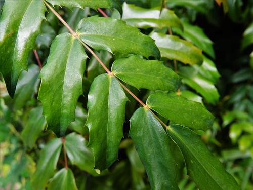 Berberis × hortensis (Hybrid Mahonia) (alternate view 5)