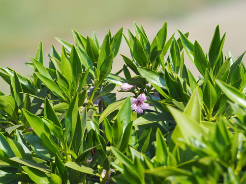 Myoporum (Ngaios) (alternate view 8)