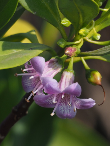 Myoporum (Ngaios) (alternate view 7)