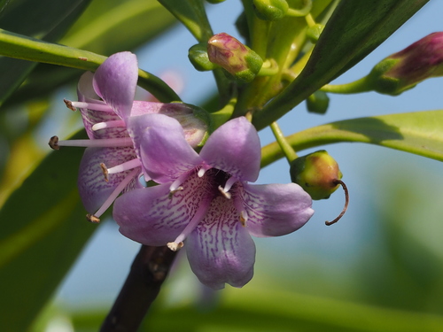 Myoporum (Ngaios) (alternate view 6)