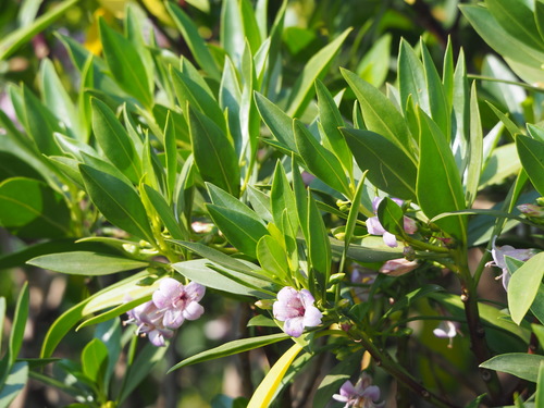 Myoporum (Ngaios) (alternate view 9)