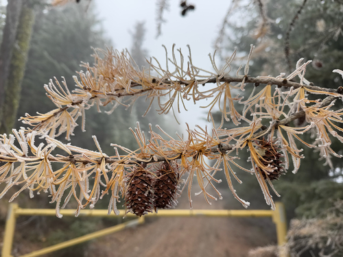 Larix occidentalis (Western Larch) (alternate view 4)