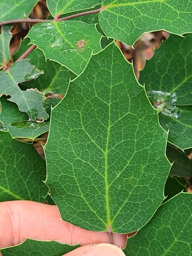 Berberis repens (creeping mahonia)