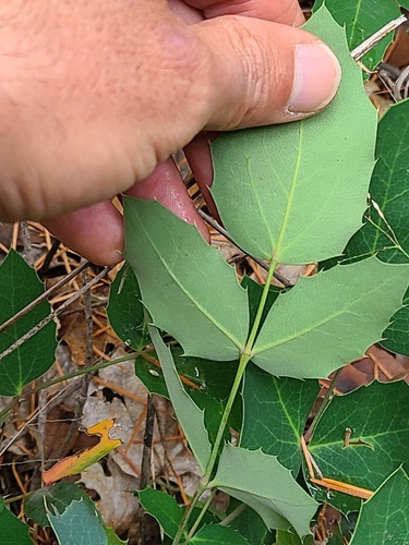 Berberis repens (creeping mahonia)