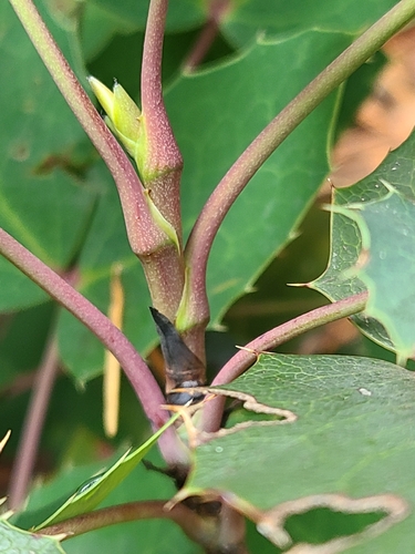 Berberis repens (creeping mahonia)