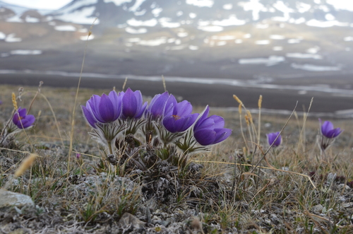 Pulsatilla patens (Eastern Pasque Flower)