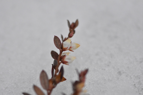 Chamaedaphne calyculata (leatherleaf) (alternate view 2)