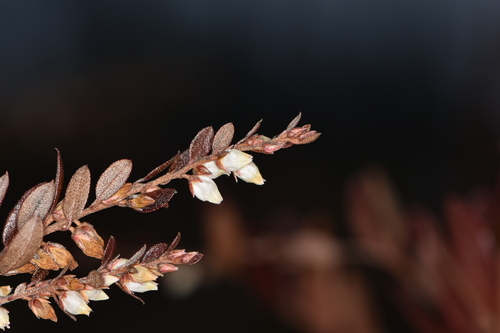 Chamaedaphne calyculata (leatherleaf) (alternate view 3)