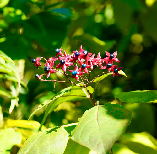 Clerodendrum trichotomum (harlequin glorybower) (alternate view 15)