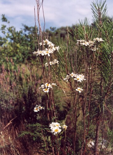 Tanacetum parthenium (feverfew)
