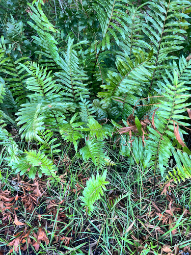 Telmatoblechnum serrulatum (toothed midsorus fern) (alternate view 7)