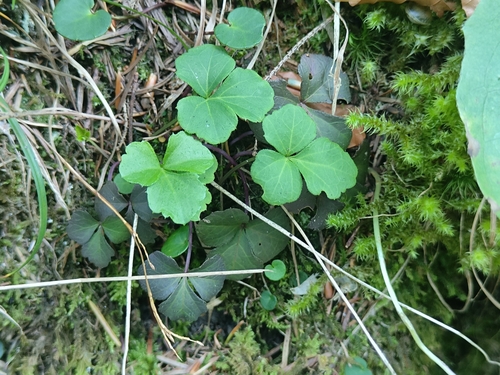Cardamine trifolia (toothwort) (alternate view 4)