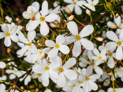 Ricinocarpos pinifolius (Wedding Bush) (alternate view 7)